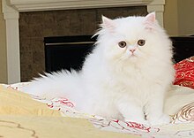 Gorgeous Persian Cats