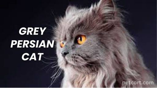 Grey Persian Cats: Understanding Their Unique Charm